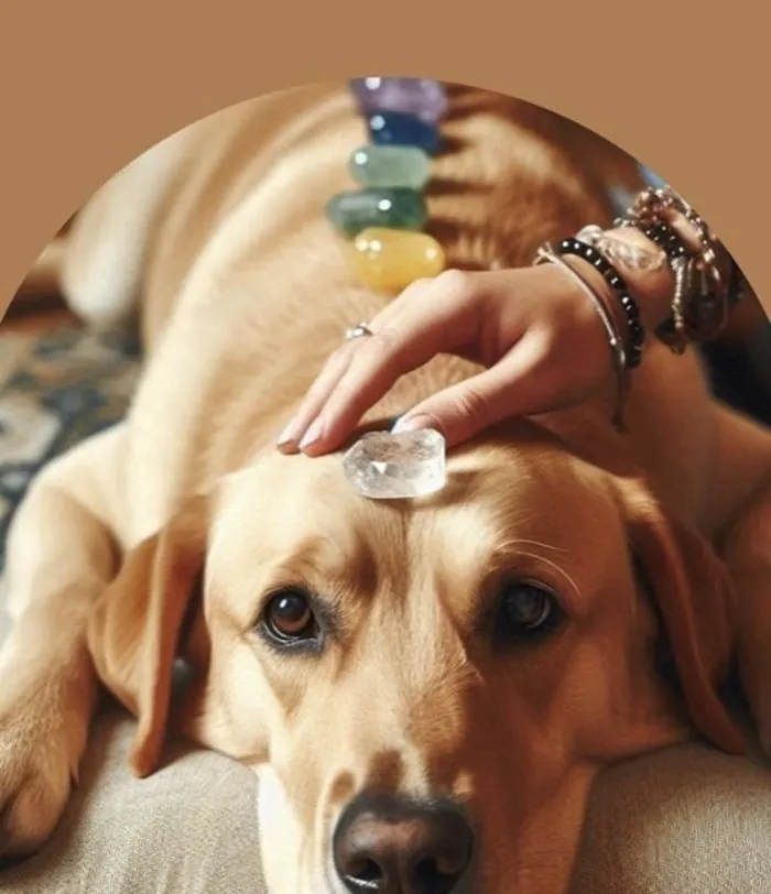 Sesión de Reiki para personas y mascotas